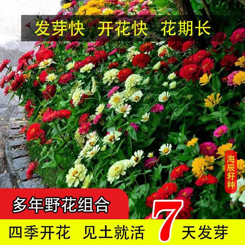 波斯菊重瓣百日草硫华菊四季开花卉路边山上野花组合种子室外