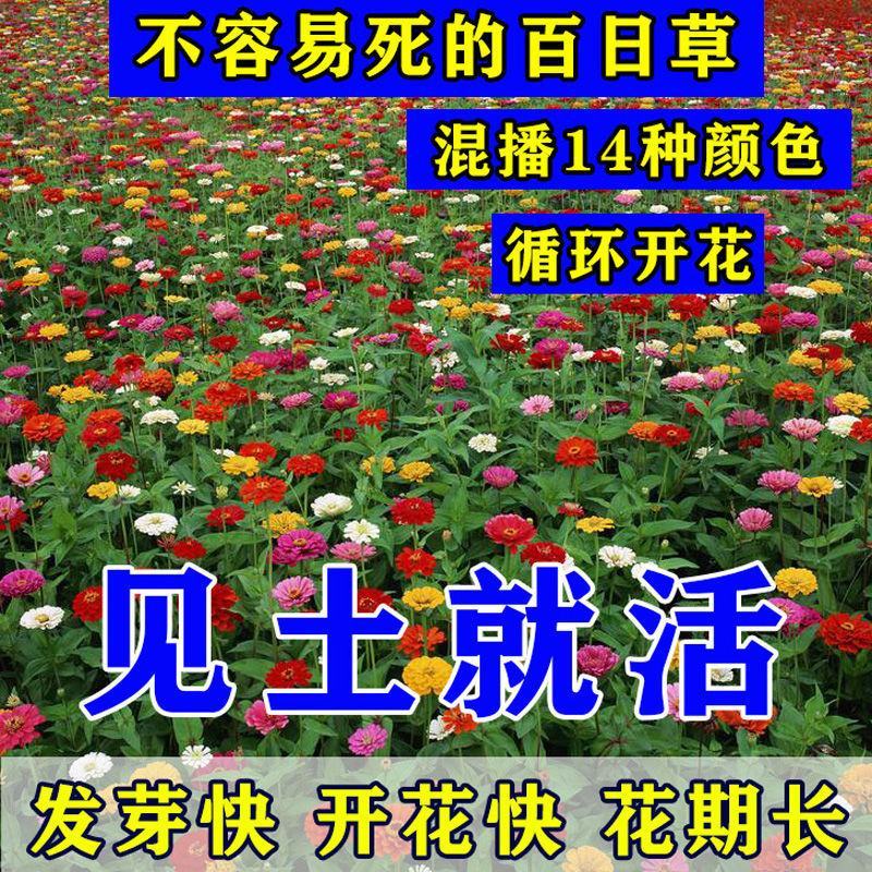 波斯菊重瓣百日草硫华菊四季开花卉路边山上野花组合种子室外