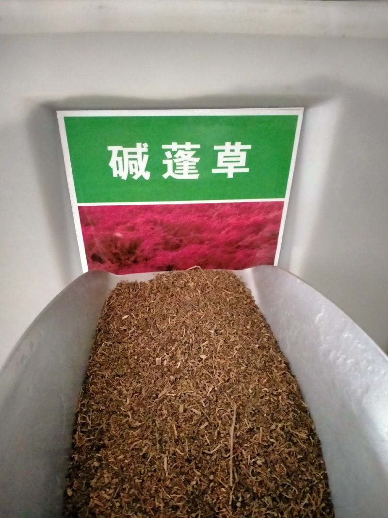 碱蓬草种子盐荒菜荒碱菜盐地碱蓬种子沙地荒地耐盐碱治理土壤