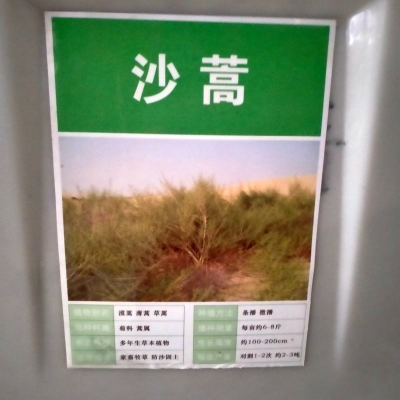 沙蒿籽沙蒿子沙蒿种子固沙牧草种籽草蒿荒地蒿荒漠蒿种子量大