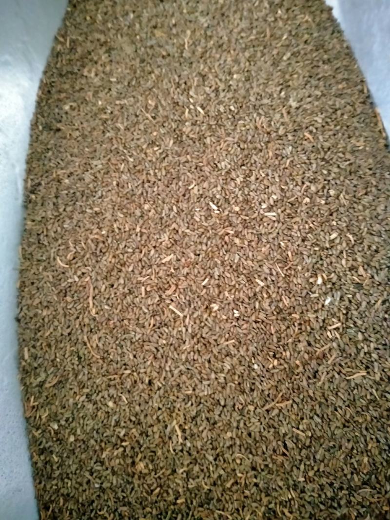 沙蒿籽沙蒿子沙蒿种子固沙牧草种籽草蒿荒地蒿荒漠蒿种子量大
