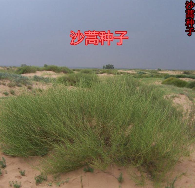 沙蒿籽沙蒿子沙蒿种子固沙牧草种籽草蒿荒地蒿荒漠蒿种子量大