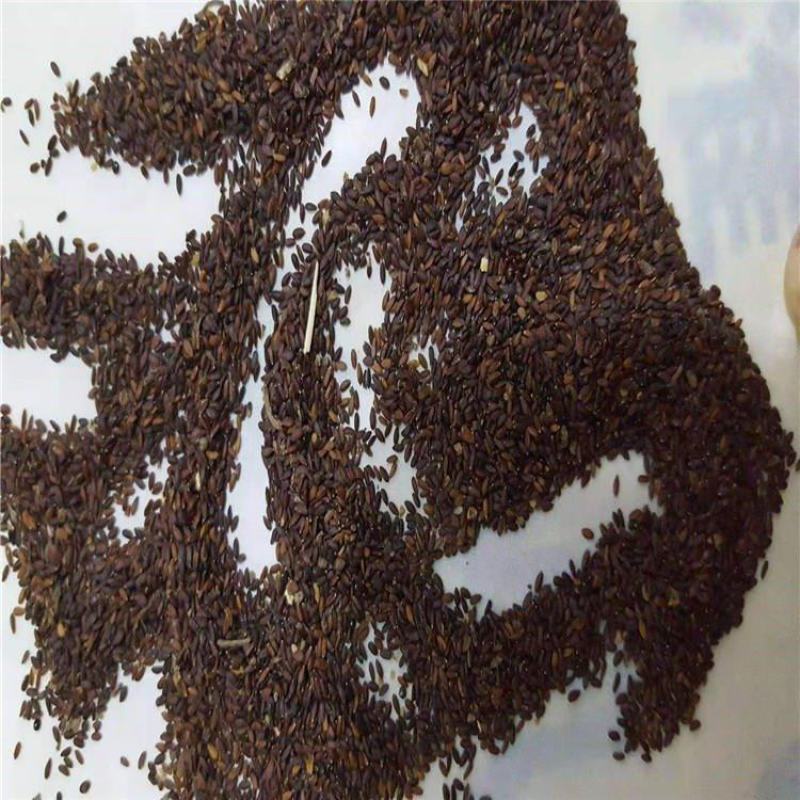 沙蒿籽沙蒿子沙蒿种子固沙牧草种籽草蒿荒地蒿荒漠蒿种子量大