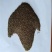 沙蒿籽沙蒿子沙蒿种子固沙牧草种籽草蒿荒地蒿荒漠蒿种子量大