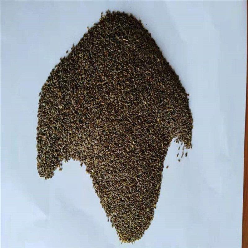 沙蒿籽沙蒿子沙蒿种子固沙牧草种籽草蒿荒地蒿荒漠蒿种子量大