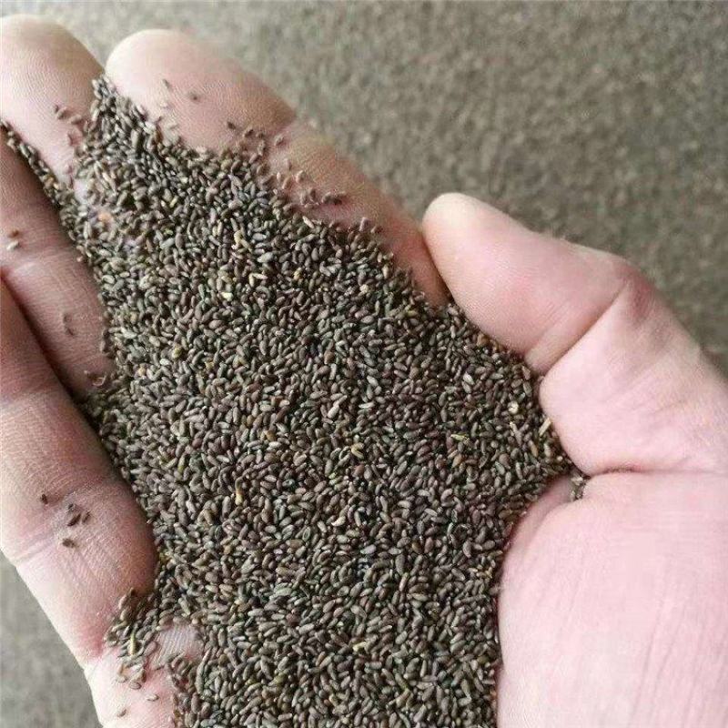 沙蒿籽沙蒿子沙蒿种子固沙牧草种籽草蒿荒地蒿荒漠蒿种子量大