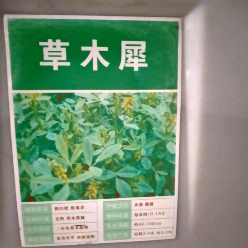 草木犀种子绿肥草木樨夏季耐旱耐热护坡蜜源春季四季