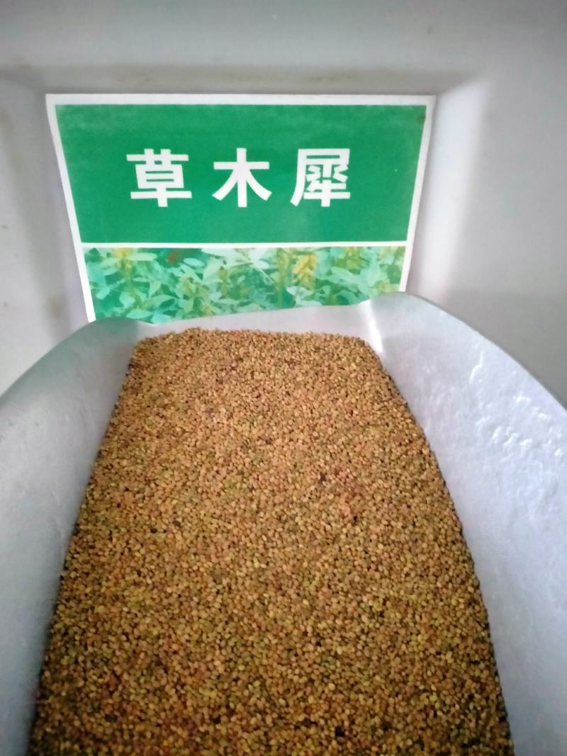 草木犀种子绿肥草木樨夏季耐旱耐热护坡蜜源春季四季