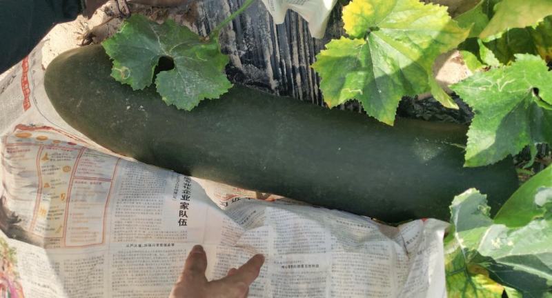 供应广西黑皮地冬瓜爬地冬瓜白皮地冬瓜产地直发