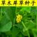 草木犀种子绿肥黄花苜蓿草木樨夏季耐旱耐热护坡蜜源春季四季