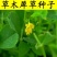 草木犀种子绿肥草木樨夏季耐旱耐热护坡蜜源春季四季