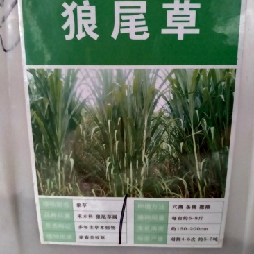 狼尾草种子多年生四季牧草养殖高产耐旱草种耐收割牛羊鱼兔草