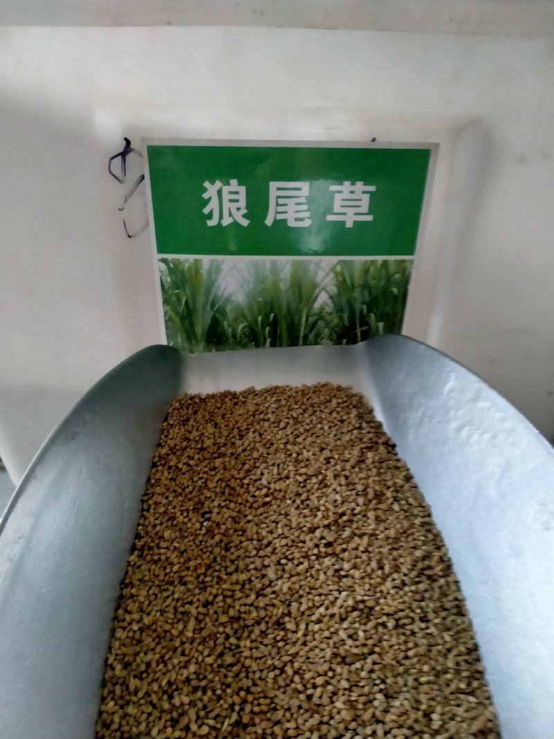 狼尾草种子多年生四季牧草养殖高产耐旱草种耐收割牛羊鱼兔草