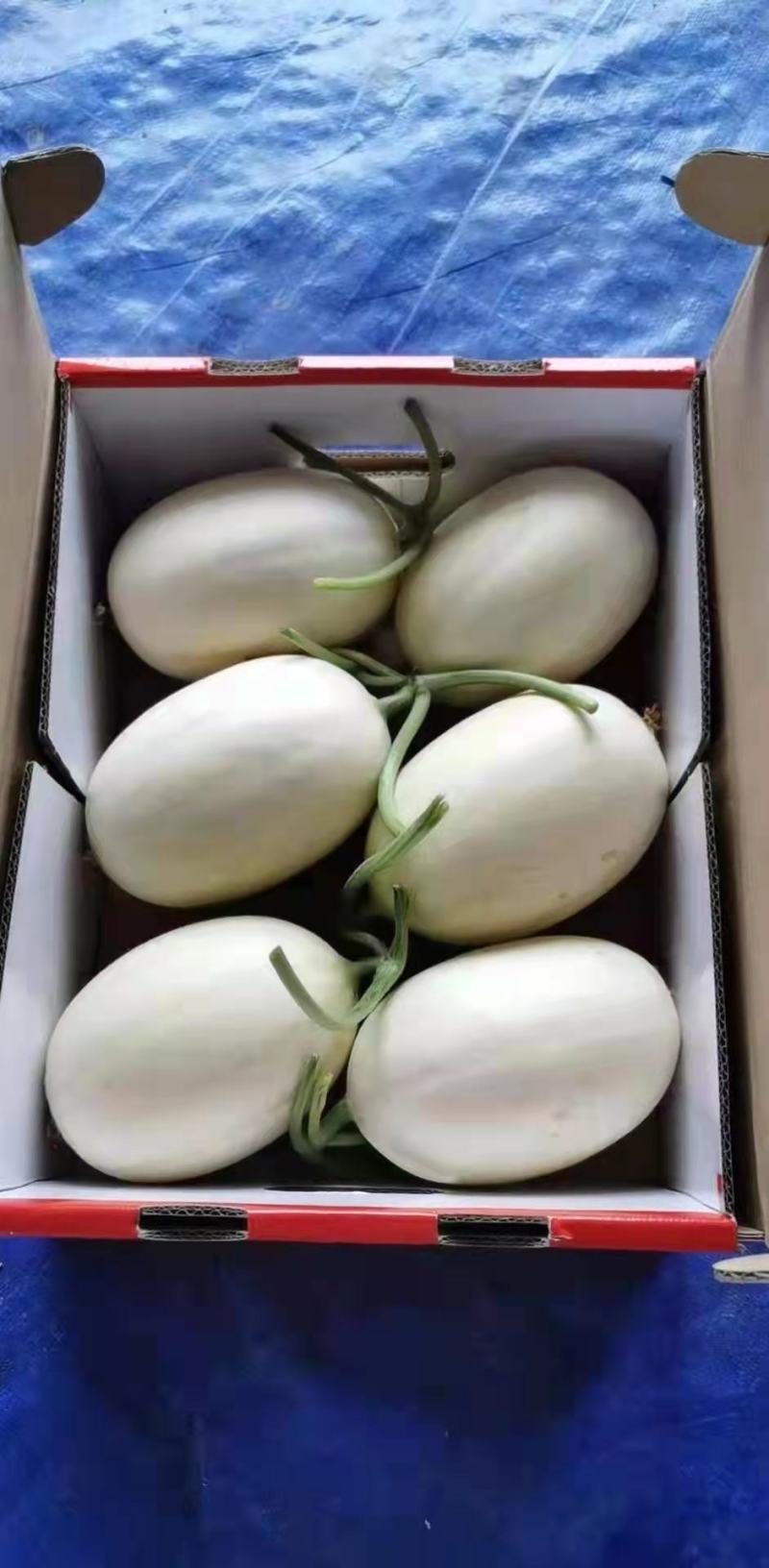 东方蜜黄金瓜上市中