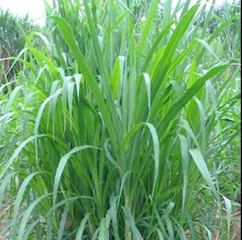 狼尾草种子多年生四季牧草养殖高产耐旱草种耐收割牛羊鱼兔草