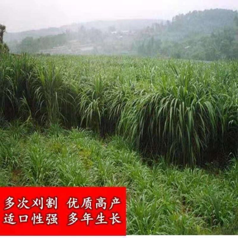 狼尾草种子多年生四季牧草养殖高产耐旱草种耐收割牛羊鱼兔草