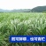 狼尾草种子多年生四季牧草养殖高产耐旱草种耐收割牛羊鱼兔草