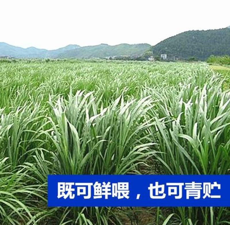 狼尾草种子多年生四季牧草养殖高产耐旱草种耐收割牛羊鱼兔草