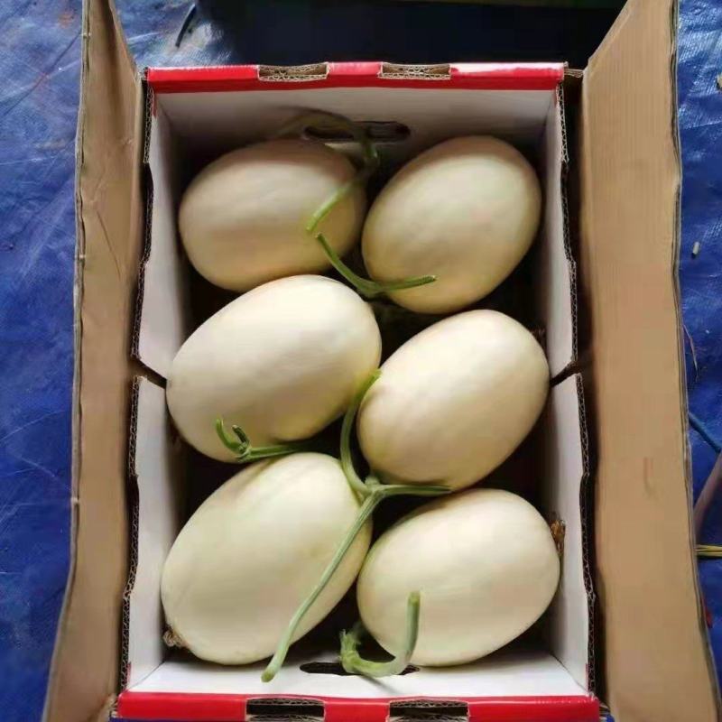 东方蜜黄金瓜上市中