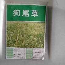 狗尾草种子旱地常见牧草杂草种子观赏型护坡狗尾巴草种籽芮草