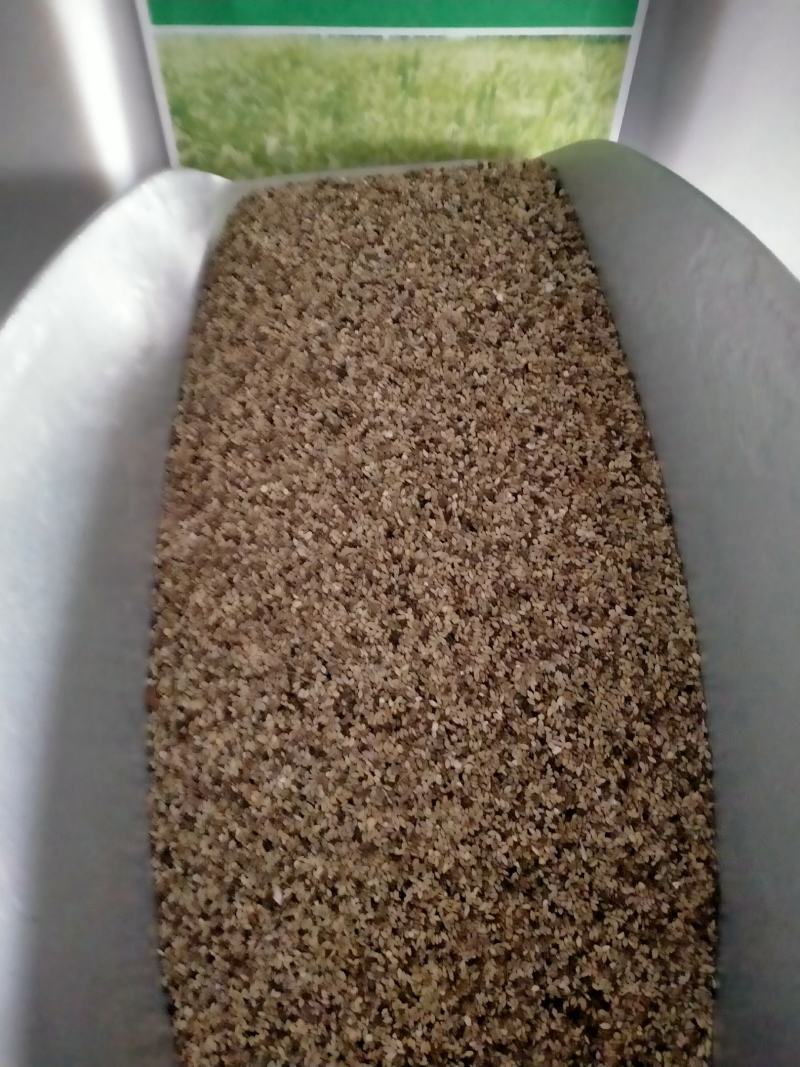 狗尾草种子旱地常见牧草杂草种子观赏型护坡狗尾巴草种籽芮草