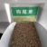 狗尾草种子旱地常见牧草杂草种子观赏型护坡狗尾巴草种籽芮草