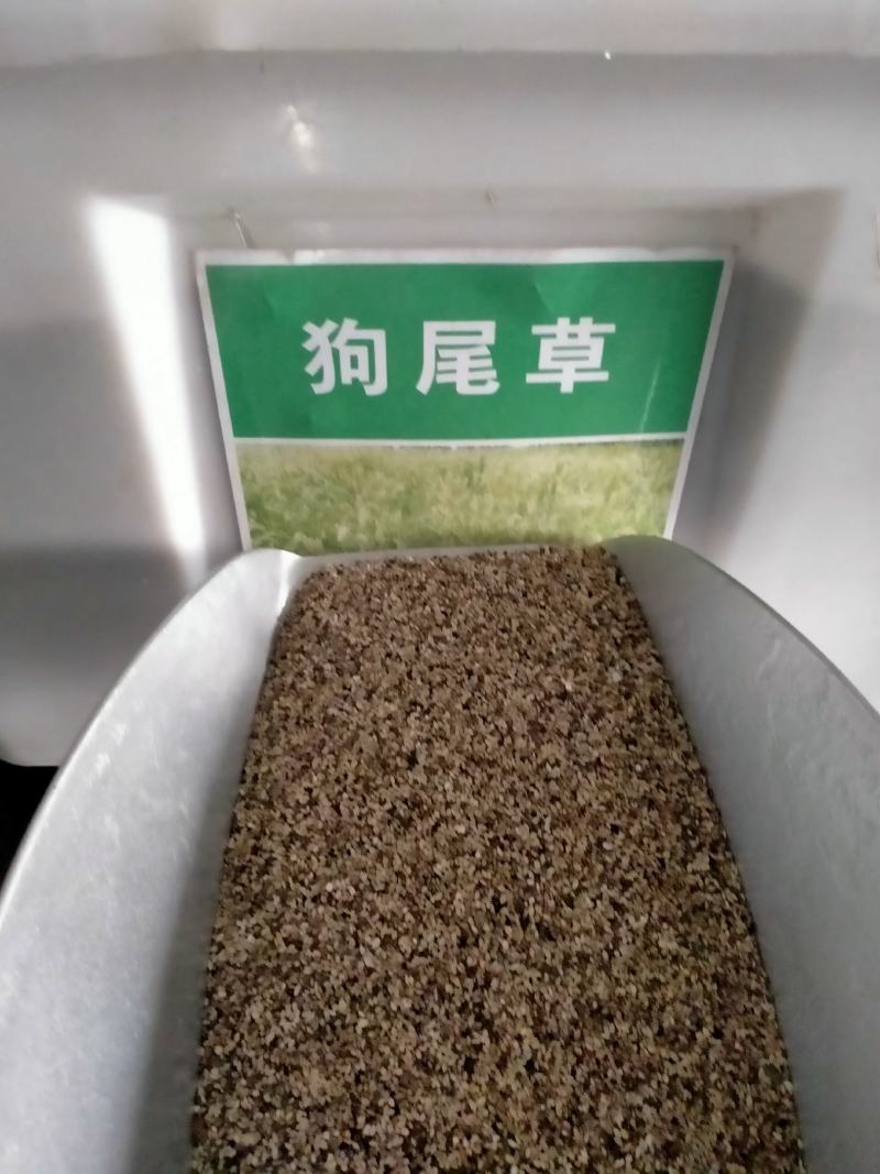狗尾草种子旱地常见牧草杂草种子观赏型护坡狗尾巴草种籽芮草