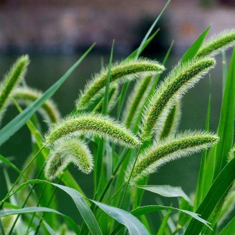 狗尾草种子旱地常见牧草杂草种子观赏型护坡狗尾巴草种籽芮草