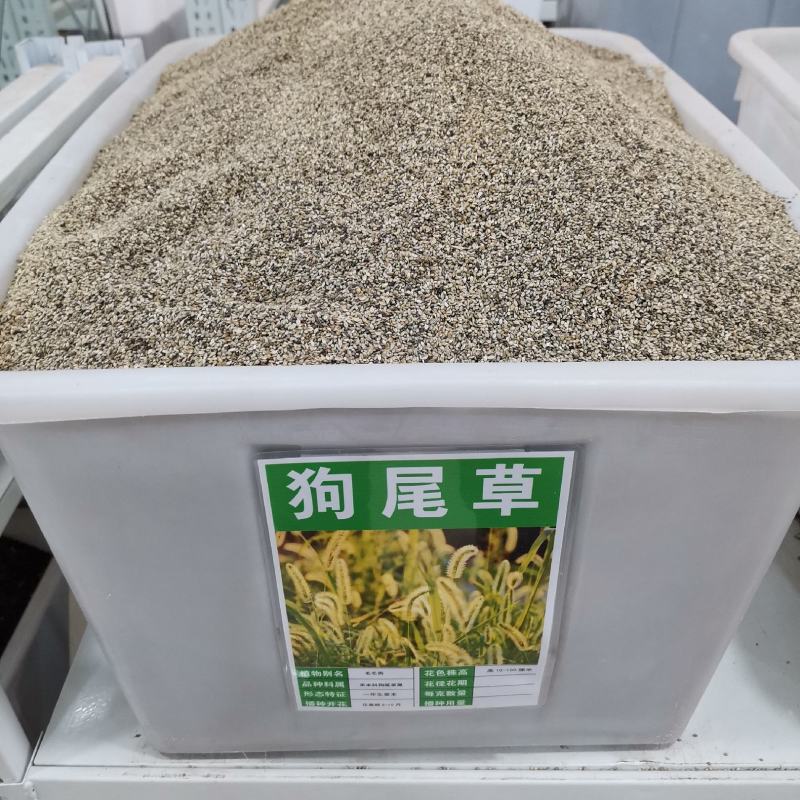 狗尾草种子旱地常见牧草杂草种子观赏型护坡狗尾巴草种籽芮草