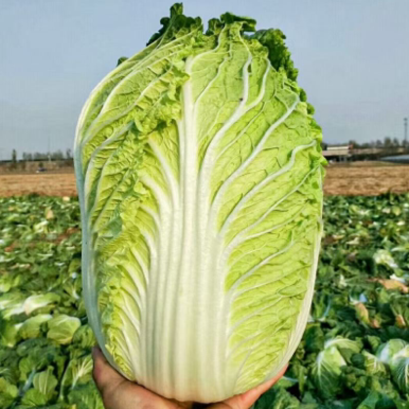 白菜