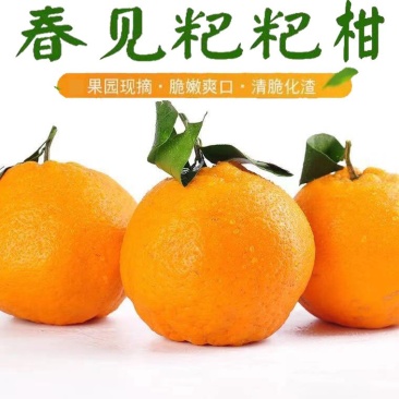 四川高山春见耙耙柑，基地一手货源，支持全国代发