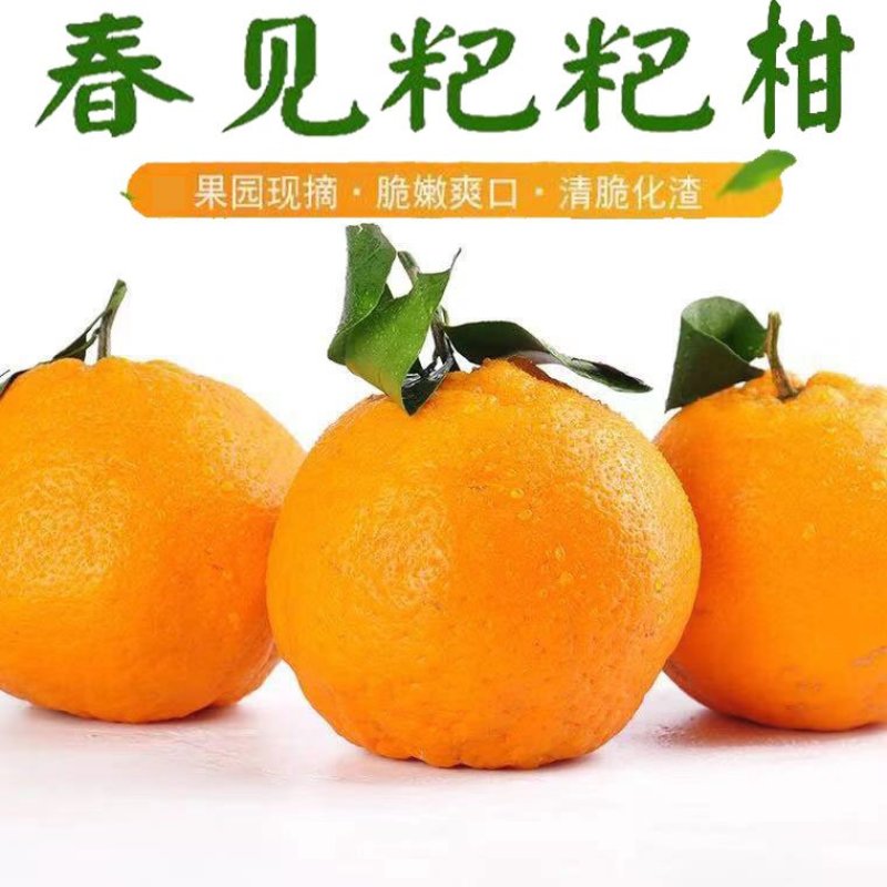 四川高山春见耙耙柑，基地一手货源，支持全国代发