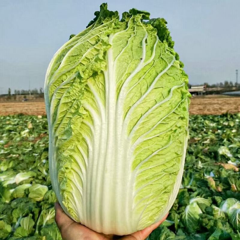 白菜