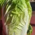 白菜