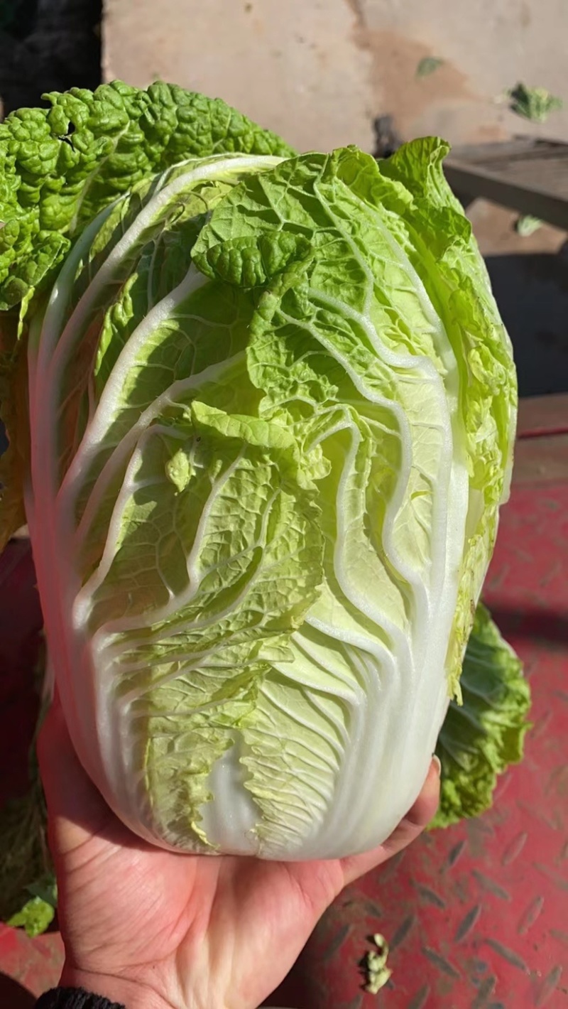 白菜