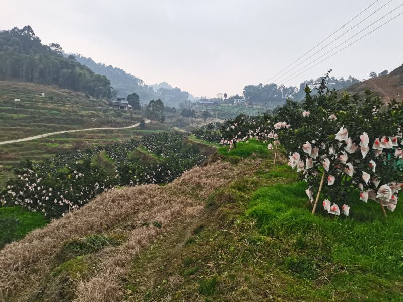 四川高山春见耙耙柑，基地一手货源，支持全国代发