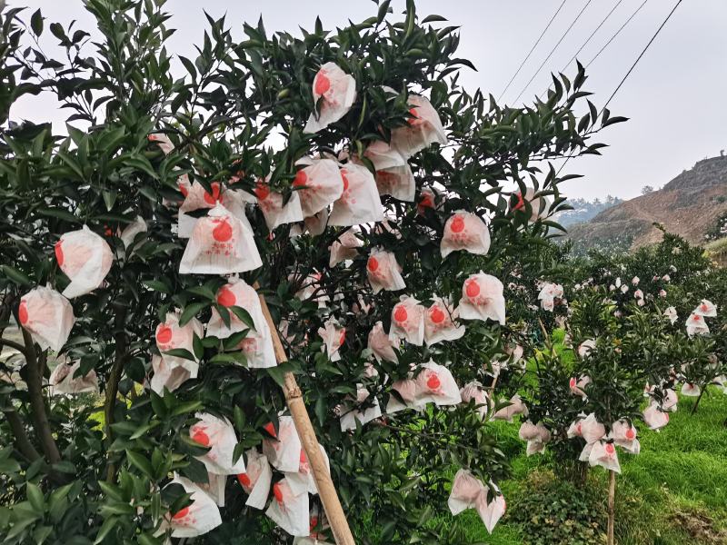四川高山春见耙耙柑，基地一手货源，支持全国代发