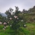 四川高山春见耙耙柑，基地一手货源，支持全国代发
