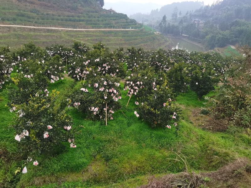 四川高山春见耙耙柑，基地一手货源，支持全国代发
