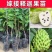 释迦果苗正宗台湾嫁接凤梨释迦果树苗番荔枝带土带叶南方种植