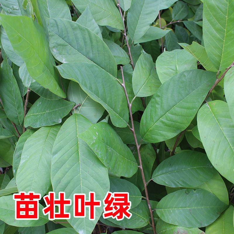 释迦果苗正宗台湾嫁接凤梨释迦果树苗番荔枝带土带叶南方种植