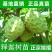 释迦果苗正宗台湾嫁接凤梨释迦果树苗番荔枝带土带叶南方种植