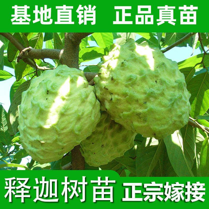 释迦果苗正宗台湾嫁接凤梨释迦果树苗番荔枝带土带叶南方种植