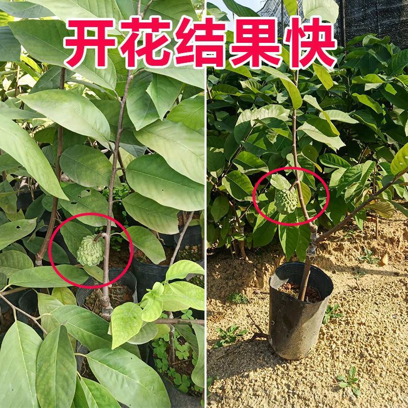 释迦果苗正宗台湾嫁接凤梨释迦果树苗番荔枝带土带叶南方种植