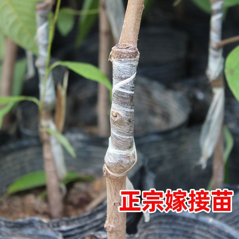 释迦果苗正宗台湾嫁接凤梨释迦果树苗番荔枝带土带叶南方种植