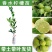 嫁接广东四季无籽香水柠檬树苗台湾柠檬树南北方种植当年结果