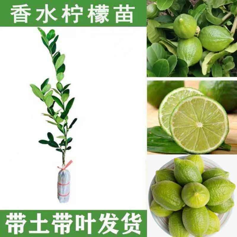 嫁接广东四季无籽香水柠檬树苗台湾柠檬树南北方种植当年结果