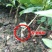 嫁接广东四季无籽香水柠檬树苗台湾柠檬树南北方种植当年结果