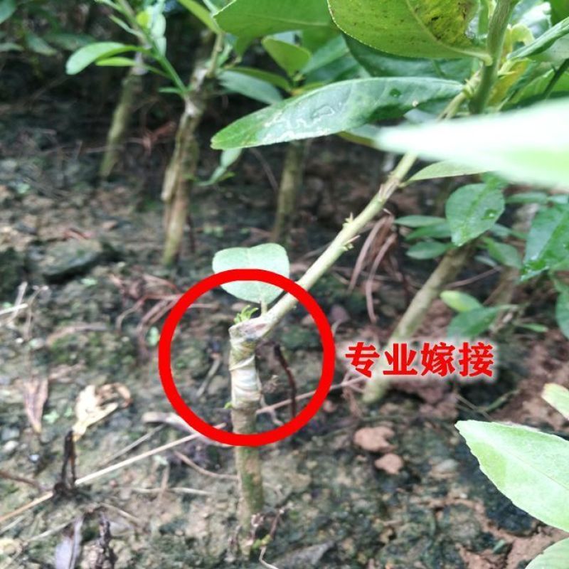 嫁接广东四季无籽香水柠檬树苗台湾柠檬树南北方种植当年结果