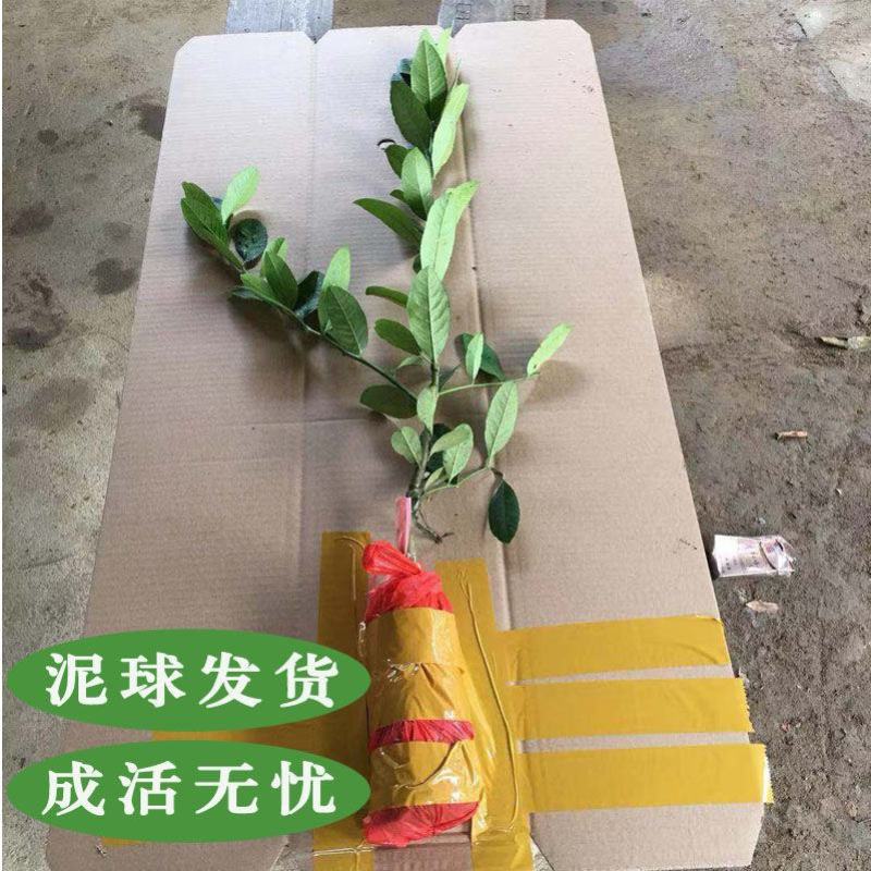 嫁接广东四季无籽香水柠檬树苗台湾柠檬树南北方种植当年结果